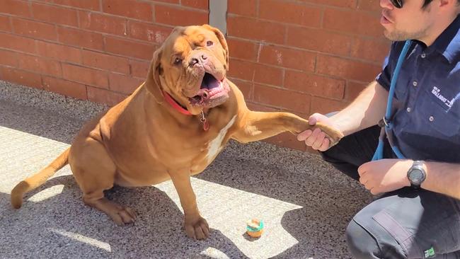 Molly the Bordeaux shakes hands at the shelter.