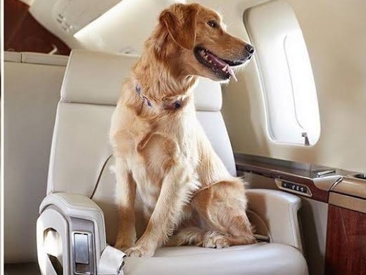 It's becoming increasingly common to see social media posts of dogs traveling in business class on airlines that allow it. Dogs on planes. Picture: Facebook. ,