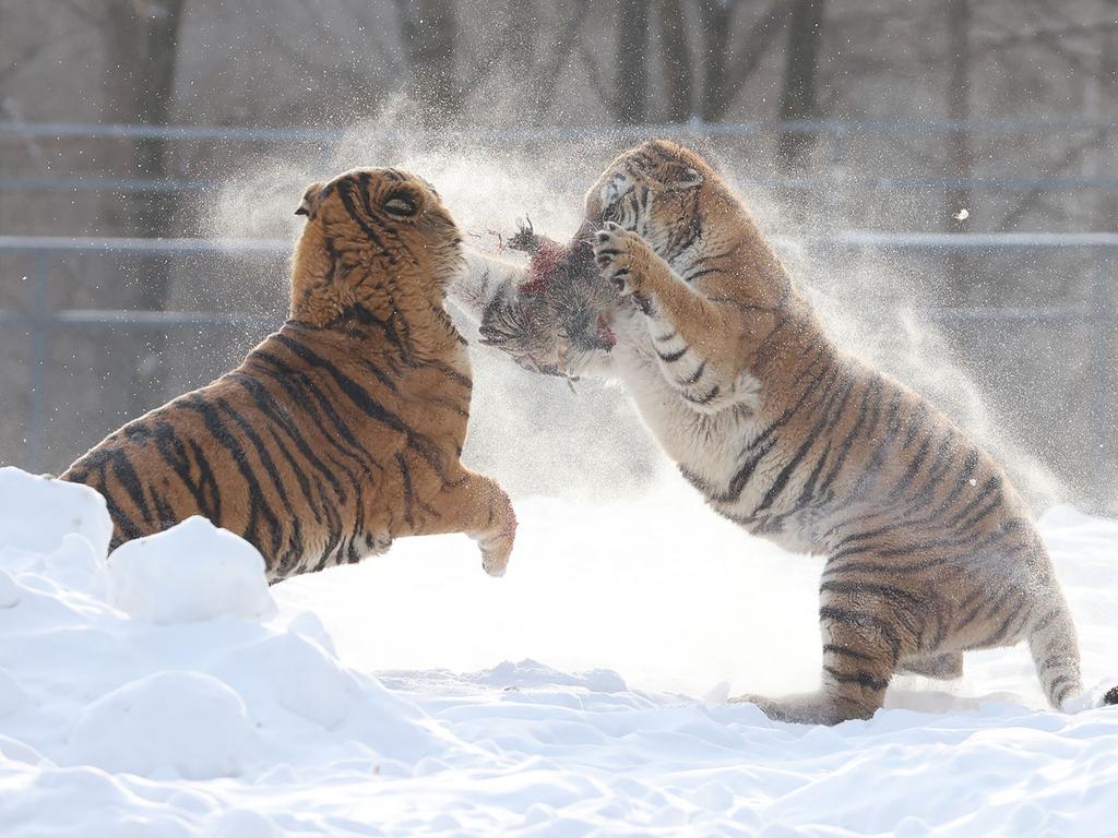 Siberian tigers fight over a live chicken released into their enclosure after a large snowfall in China. Picture: AFP