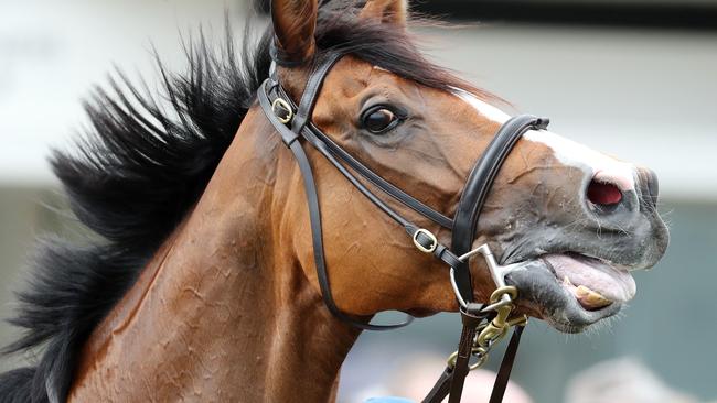 Phoenix Security Group managing director Anthony ‘Tony’ Morahan stole $971,649 from Tabcorp race meets where former star galloper Hartnell (pictured) once reigned supreme.