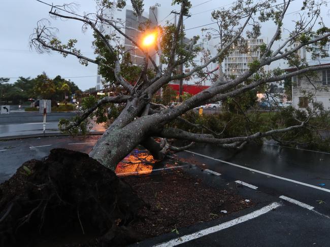 Tree down in at Mackay outside the ABC building. Pic Annette Dew