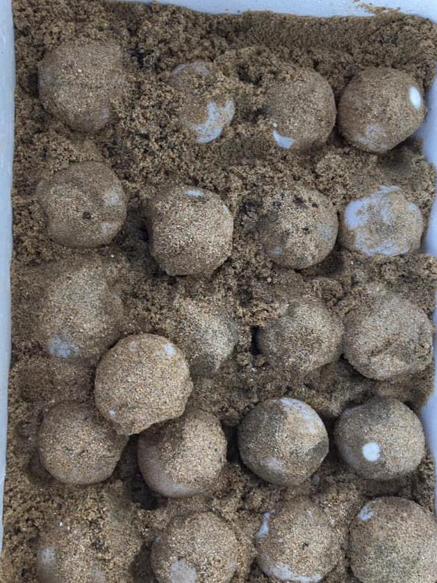 Magnetic Island Network for Turtles relocated 47 Flatback Turtle eggs over the weekend after the breeding female dug a shallow nest in an exposed location on Nelly Bay.