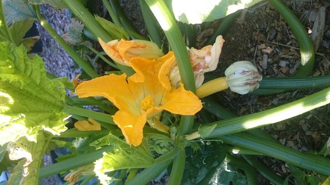 A beautiful zucchini flower in a Panania backyard. Picture: Panania Free Rangers, Panania Urban Farm.