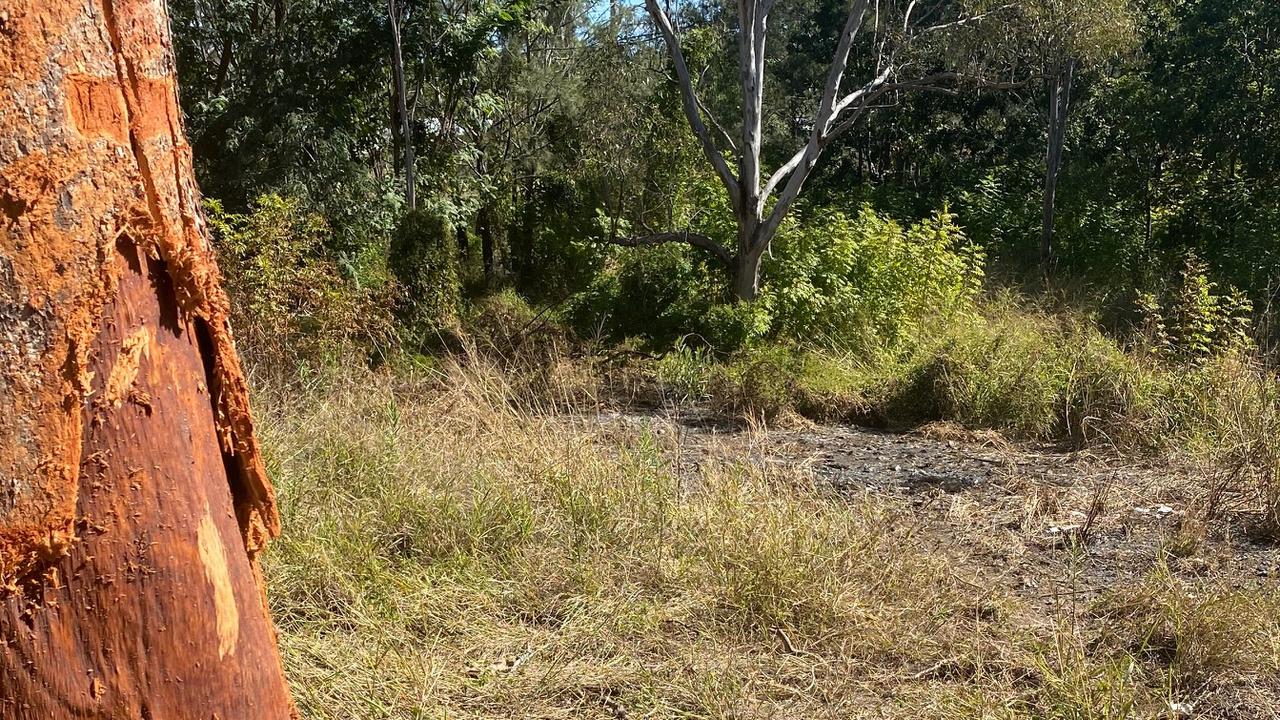 The gum tree on the side of the Wide Bay Highway that had its bark ripped from its base, next to a clear line of mowed down grass where the SUV had driven down an enbankment before coming to rest in the pool of scorched earth in the background.