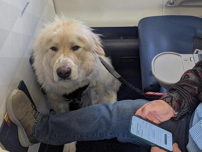 A passenger was furious after being forced to give up their plush first class seat for a fellow traveller — a dog.