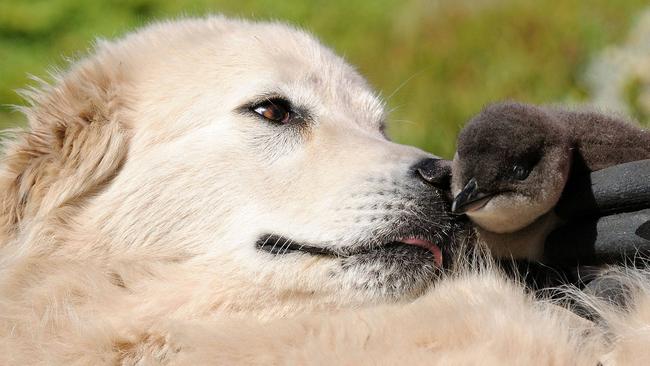 Oddball movie couple Shane Jacobson and white dog Kai the Maremma