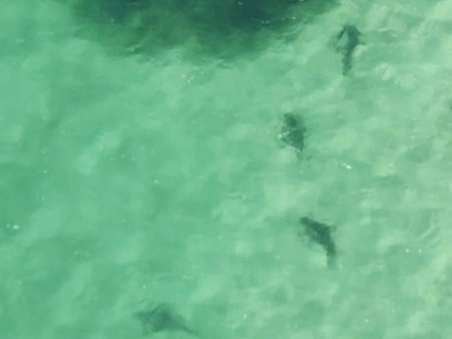 An “unprecedented” number of sharks has been spotted off the NSW north coast. Picture: Supplied