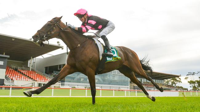 Starcaster can cause a minor upset when the Anthony and Sam Freedman-trained import resumes at The Valley on Saturday. Picture: Racing Photos via Getty Images