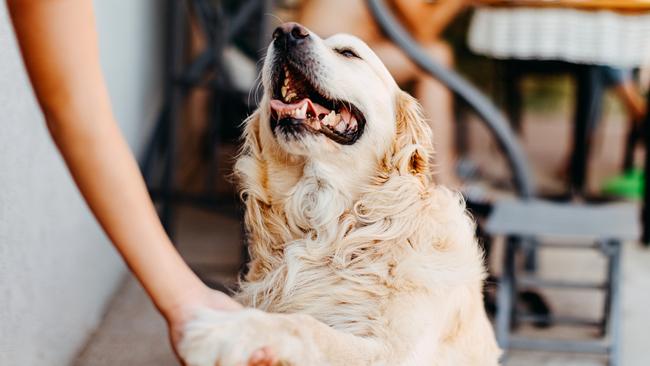 The majority of fines handed out as part of the Fraser Coast council’s Approved Inspection Programme for 2022 were for unregistered dogs. Photo: iStock.