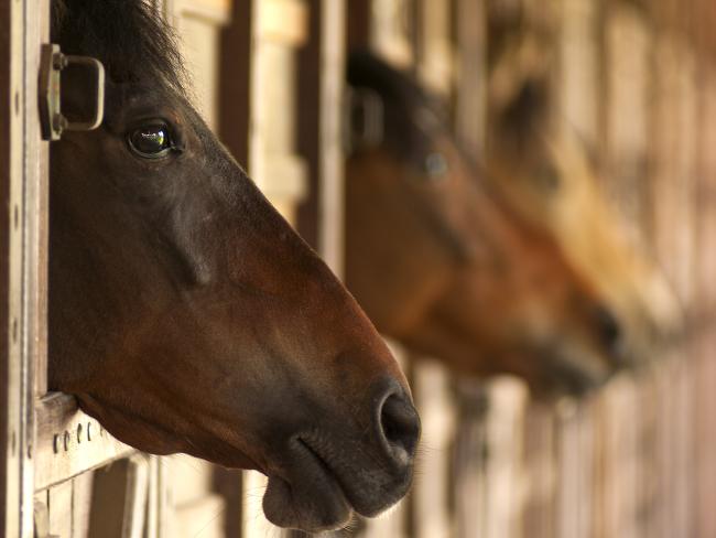 Hors Sexi - Trainer says horse left â€œtraumatisedâ€ after sex act | Daily Telegraph