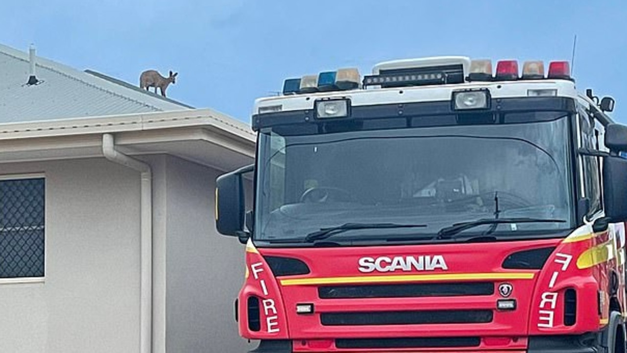 The emergency services had to rescue the kangaroo.