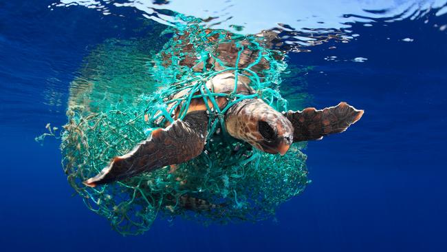A loggerhead turtle caught in a fishing net. Picture: Alex Mustard