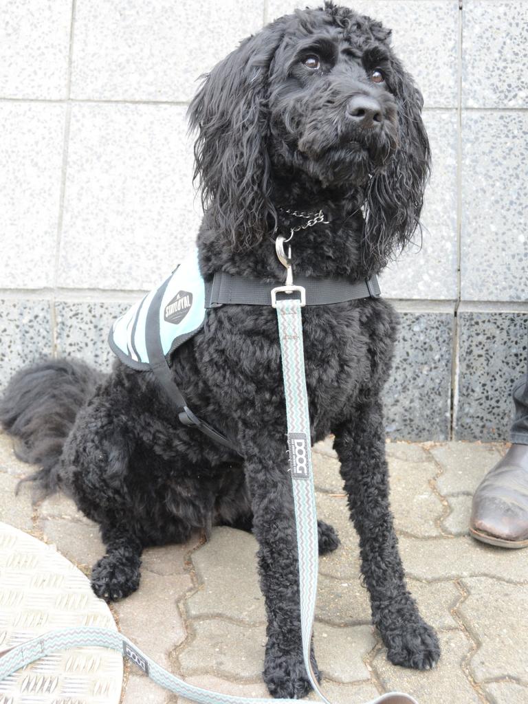 Hope, the three-year-old labradoodle, has been volunteering with her handler Vanessa Curtis at Toowoomba Children's Court to de-escalate the behaviour of youth in the lobby as they wait to appear in court.