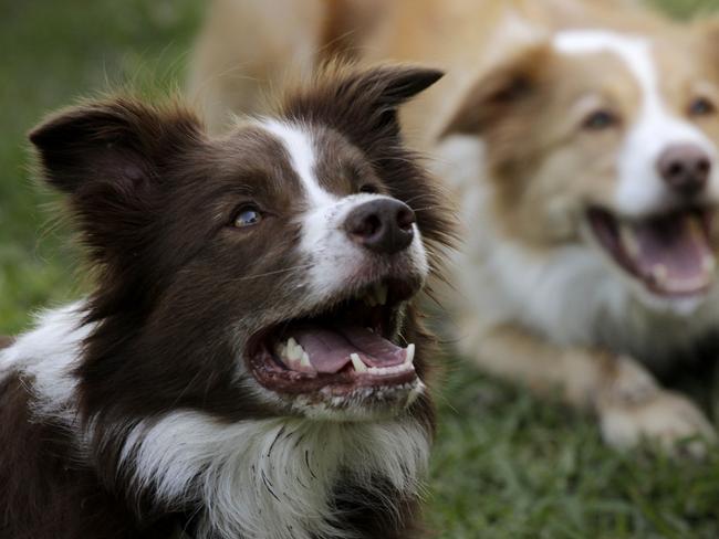 Mr Hull’s book perfectly illustrates the author’s view that every dog breed is a snapshot of history. Picture: News Regional Media