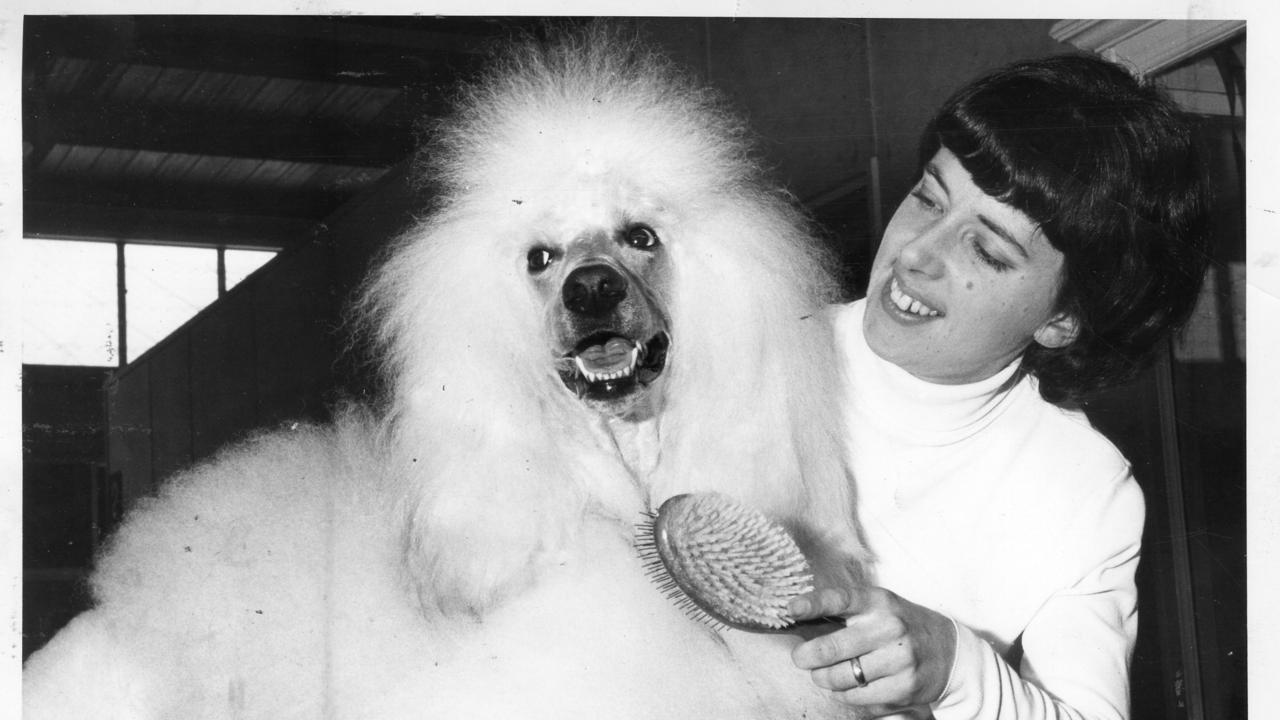 Royal Adelaide Show, 1968. Mrs. Yvonne Sivyer, of Campbelltown, grooms fluffy standard poodle Lorina the Jupiter in preperation for judging. Lorina is Australian champion in her class.