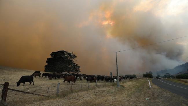 Livestock in a paddock near the bushfire on Elderslie Road. Picture: LUKE BOWDEN