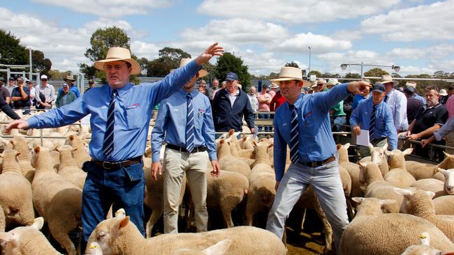 Agents field bids at Bendigo first cross sheep sale.