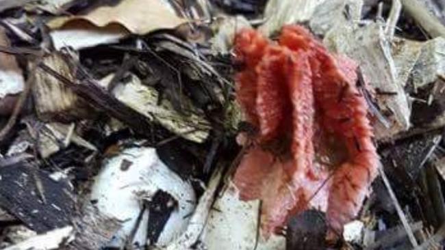 Facebook users even blamed a foul-smelling fungus for the terrible stink filling their homes this morning. Photo: Facebook.