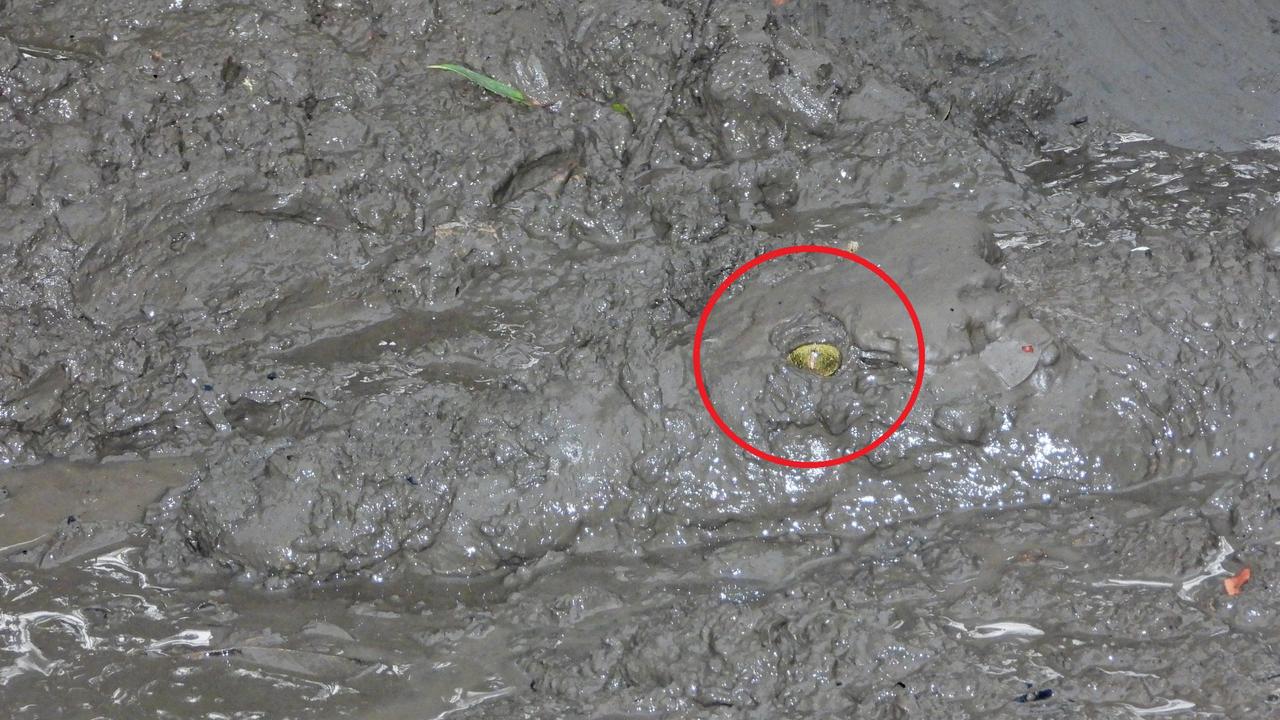 The croc can barely been seen under the mud proving while in the NT you need to keep your wits about you.