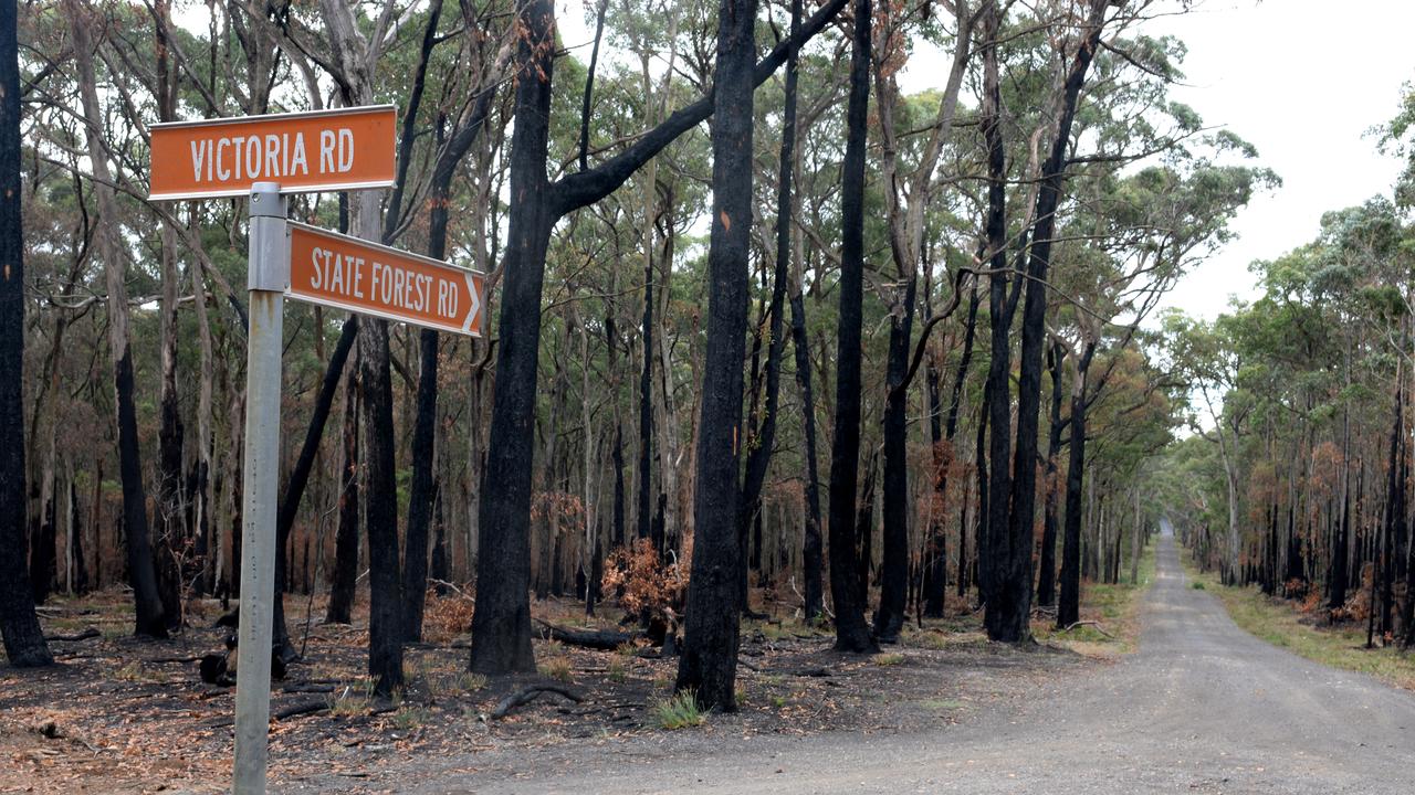 Her remains were located off State Forest Rd in Scarsdale. Picture: NewsWire / Andrew Henshaw