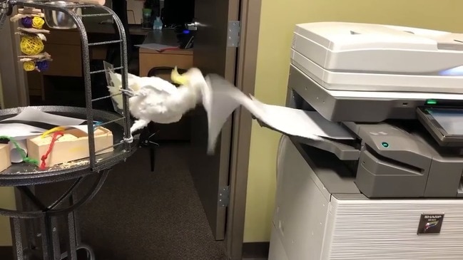 Flighty New Assistant: Adorable Cockatoo Still Getting the Hang of Cincinnati Zoo Office Job