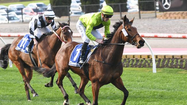 Dashing Duchess will be out to repeat her comfortable last-start win when she again races over 2500m at The Valley. Picture: Racing Photos via Getty Images