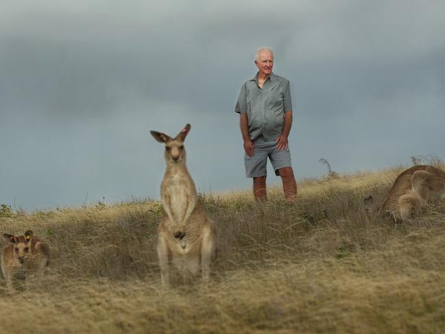 Stephen Tucker walks on Look at me Now Headland at Emerald Beach, Coffs Harbour where the famous kangaroo population are suffering from anemia and starving due to habitat disconnection and overpopulation.