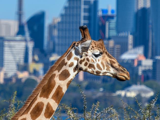 Giraffes in their enclosure at Taronga Zoo, with the city in the backdrop.