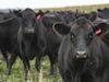 Beef exports to Korea reach trigger level