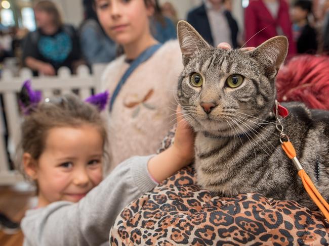 Find out how to take care of your cat at the Cat Lovers Show.