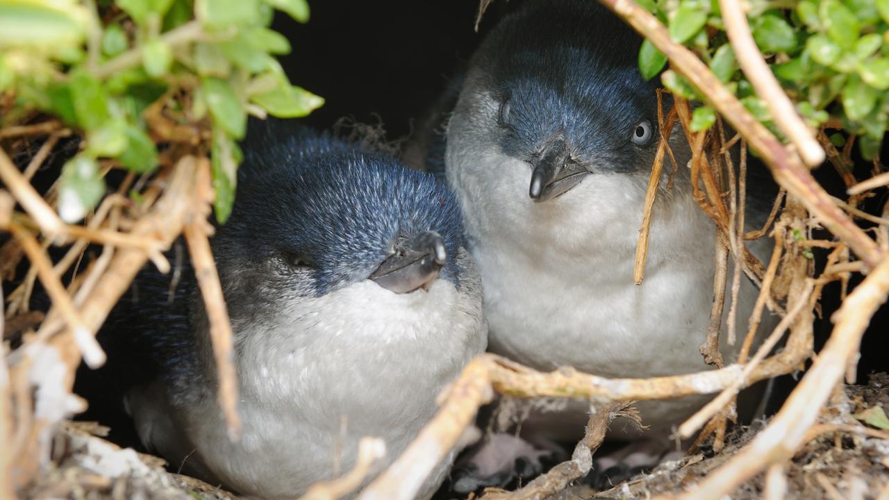 Little penguins in their nest. Picture: istock