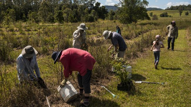 John Van Der Kellen (blue shirt, hat) and Jane Morgan, (off-white shirt, hat), along with other members of Seven Generations, planting native trees in a pasture formerly used for grazing livestock. Picture: Andrew Quilty