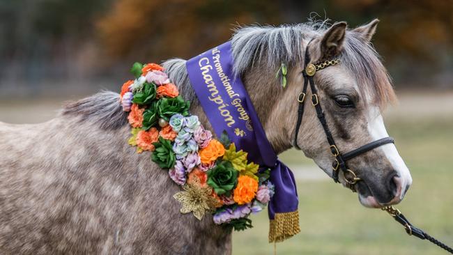 Monique Centrone's champion youngstock winner Jarickni Daenerys. Picture: Carmel Pethick