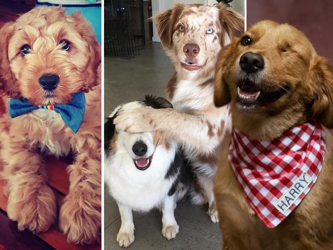 Queensland's 50 cutest dogs revealed.