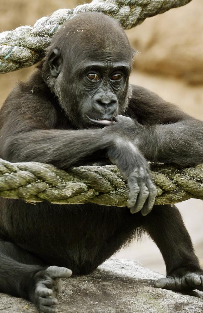 2yr old gorilla Kaius. Picture: Sam Ruttyn