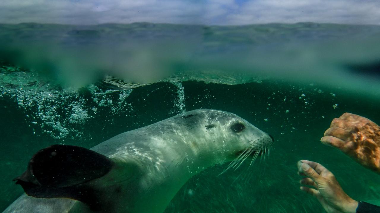 2ND PRIZE: Sea Lion frolic. Picture: Steven Genesin