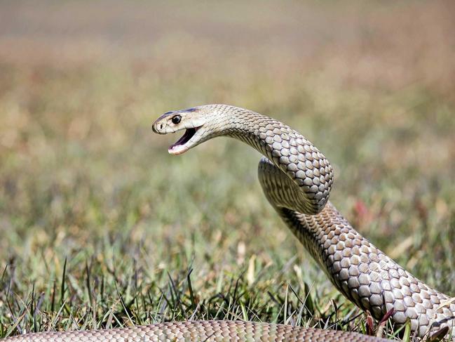 Man rushed to city hospital after snake bite