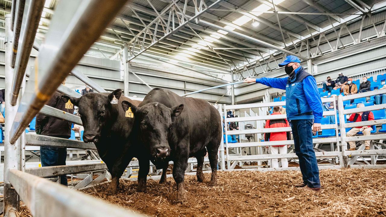 All 31 bulls at the Banquet Bulls spring sale sold. <a href="https://www.weeklytimesnow.com.au/agribusiness/cattle/banquet-spring-bull-sale-2020-recordbreaking-averages-for-stud/news-story/44fac423c4d641955b6beed91611264e" target="_blank">Click here for the full report</a>. Picture: Chloe Smith