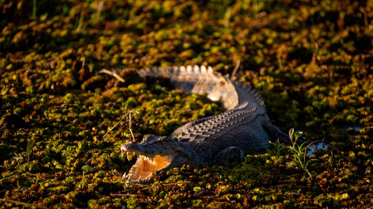 A file photo of a crocodile in Kakadu National Park, Northern Territory. Picture: Che Chorley