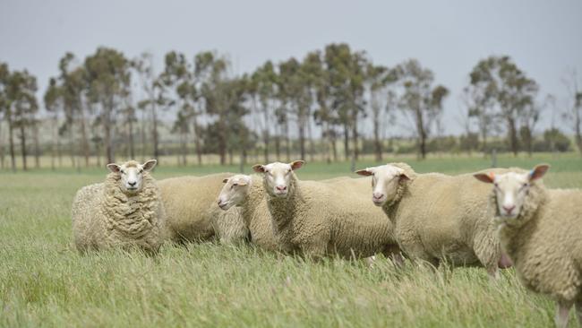 Australia rode on the sheep’s back – so the saying goes – but until now most listed agricultural companies have struggled to find the investor spotlight on the ASX. Picture: Dannika Bonser