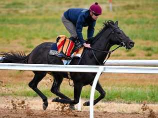 The Aidan O'Brien trained The Cliffsofmoher galloping on the all weather track during a Werribee trackwork session at Werribee Racecourse on October 18, 2018 in Melbourne, Australia. The horse was put down after it suffered a shoulder injury in the Melbourne Cup race yesterday. Picture: Vince Caligiuri