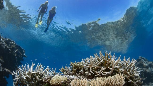 Divers from one of the Quicksilver boats take in the coral splendour at Flynn Reef. Picture: Tourism and Events Queensland