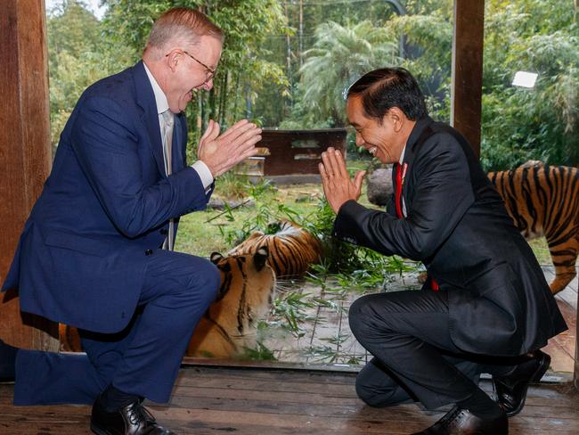 SYDNEY, AUSTRALIA - NewsWire Photos July 4, 2023:  Indonesian President Joko Widodo toured the Sumatran tiger exhibit at Taronga Zoo with Australian Prime Minister Anthony Albanese. Picture: NCA NewsWire / David Swift