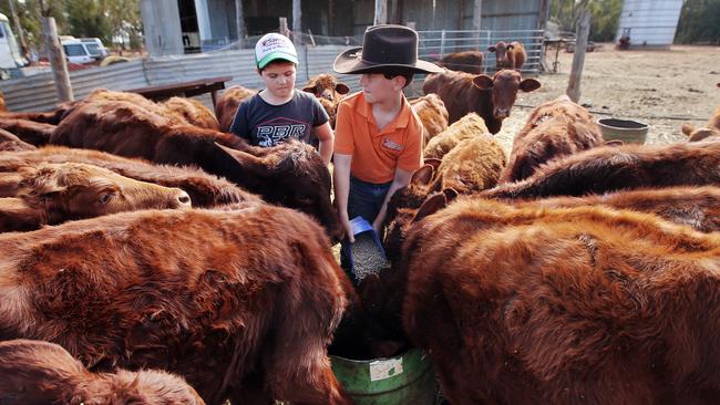 James (left) and Harrison O’Brien feed calves grain on the family farm west of Dubbo. Picture: Sam Ruttyn