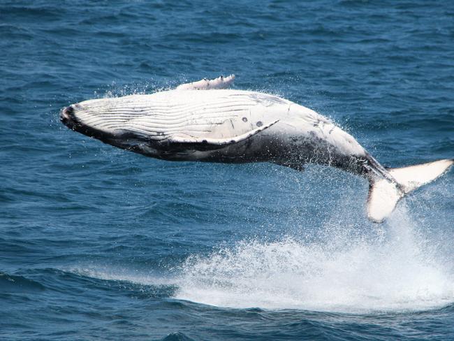 A playful calf breaching off the Gold Coast. Photo: Sea World Whale Watch