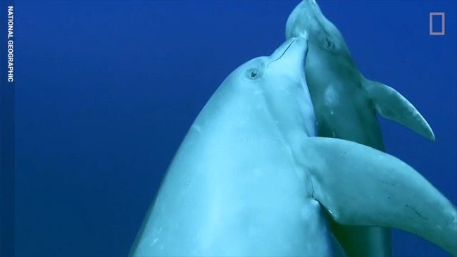 Dolphin adopts whale calf