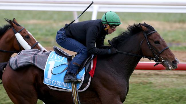 Two-time Cup winning jockey Kerrin McEvoy at trackwork on German-trained Red Cardinal. Picture: David Geraghty