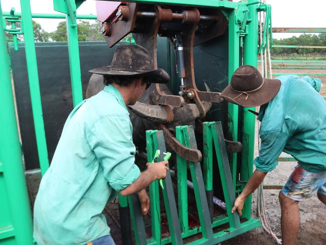 Workers trialling the new handler on a herd of swamp buffalo at Woolner Station.