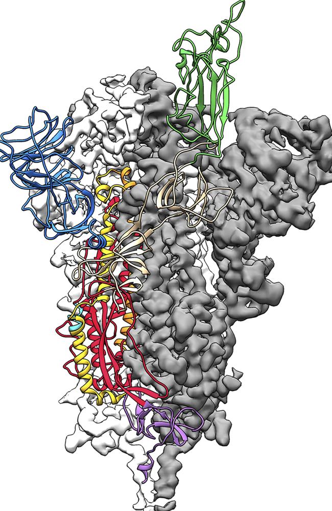 US scientists announced last week they had created the first 3D atomic scale map of the protein the novel coronavirus uses to attach to and infect human cells, a critical step toward developing vaccine and treatments. Picture: University of Texas at Austin/AFP