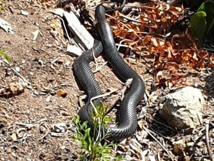 The more than one metre-long adult red bellied black snake Taylor Miller saw at the back of their property. Picture: Facebook